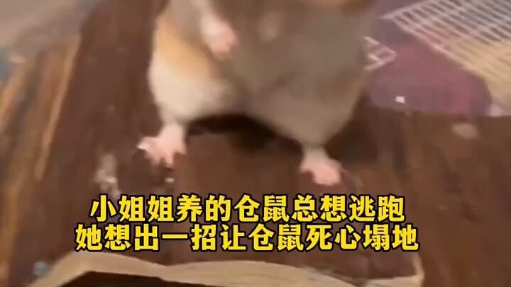 The young lady’s hamster keeps trying to escape, so she came up with a trick to make it completely l