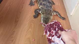 My heart is willing, but my strength is lacking.