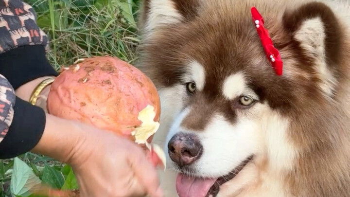 Anak anjing, ubi jalar pertama di musim gugur!