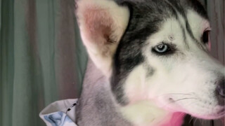 แค่การส่ายหานี่ฉันก็ดูไปหลายร้อยรอบแล้วล่ะ