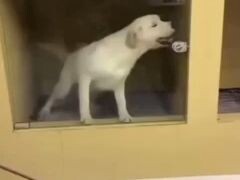 Very hardcore dog