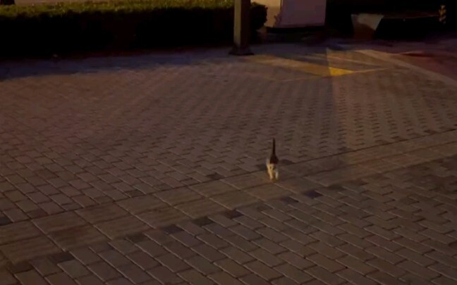 Tiba-tiba ketemu anak kucing susu yang super duper kecil!