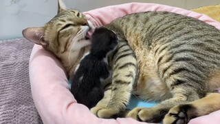 Khế thúi "ao ước" được ôm mèo con