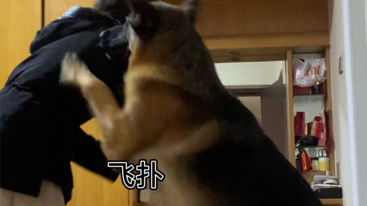 震惊了！德牧对双胞胎主人的区别对待！