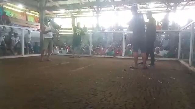#bulik native daw