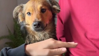 Biar anjing berjabat tangan