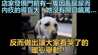 Pemilik toko menemukan seekor anjing pemandu yang merasa bersalah karena buang air kecil sembarangan