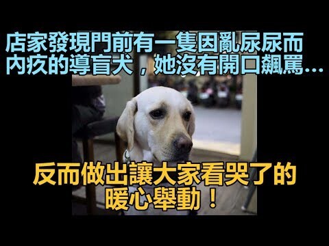 Chủ cửa hàng phát hiện trước cửa có một chú chó dẫn đường đang cảm thấy tội lỗi vì tè bậy, cô ấy khô