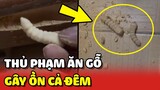 Cận cảnh chàng trai bắt 2 thủ phạm ĂN GỖ gây ỒN ÀO cả đêm 😂 | Yêu Lu