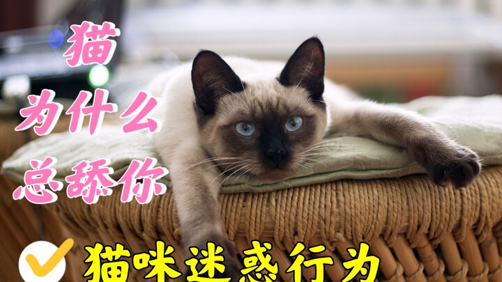 猫为什么总舔你？舔不同部位代表的不同含义你中招几个