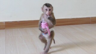 Little Monkey Maki Run 2-leg Hug Bottle Milk Try Escape Mom | Because Mom Seize His Bottle Milk