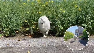 A happy day for a snow-white sheep dog