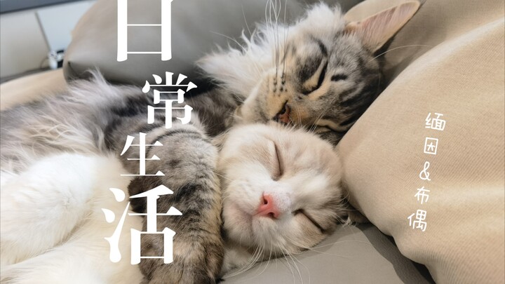 Cuộc sống thường ngày của Maine Coon và Mèo Ragdoll!