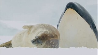 Anjing laut, bahaya!!!