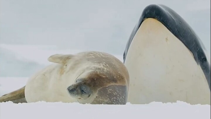 海豹，危！！！