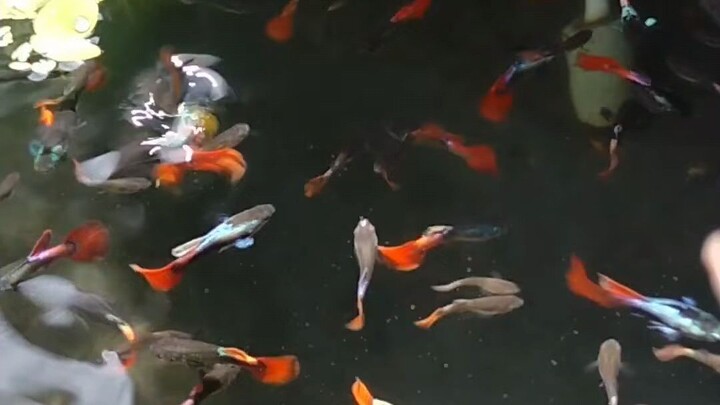 anak ayam