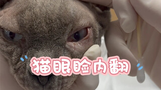 I gave my cat "double-eyelid surgery"—looks like I've got potential to be a beautician after all!