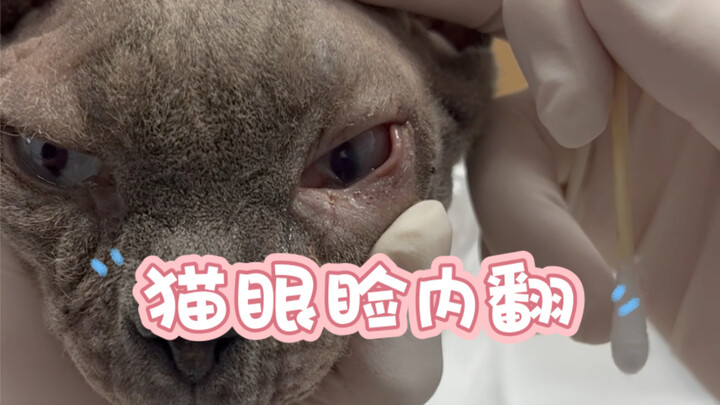 Làm "phẫu thuật mí đôi" cho mèo, xem ra tôi cũng có tiềm năng làm thợ làm đẹp đó!