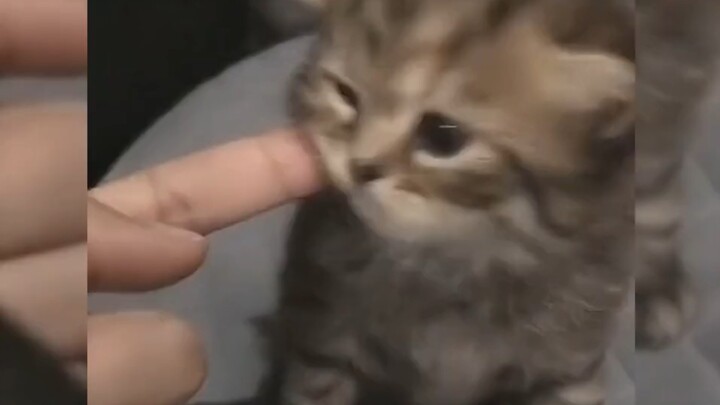 بعد مشاهدته، مزاجك هيتتحسن!