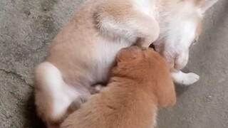 siblings