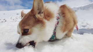 柯基：雪这东西可比狗粮好吃多了！
