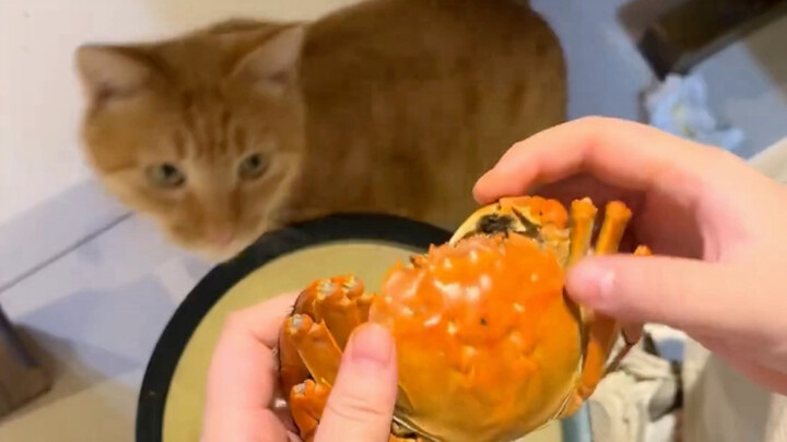 The Kitty Store Manager at the Hot Pot Restaurant