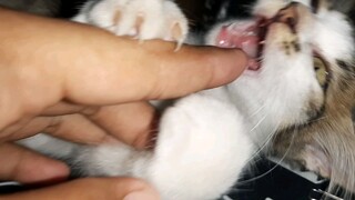 mengelus perut anak kucing yang gemoy nan menggemaskan