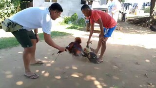 asero Gf stag late born banded salpukan