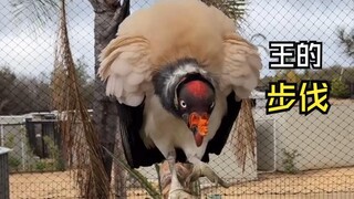 Video-video hewan yang santai itu!