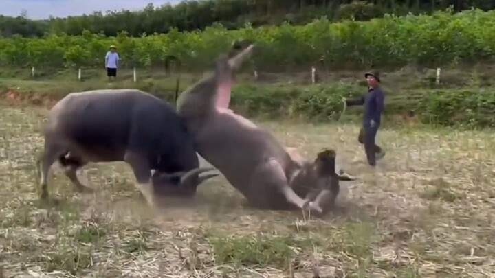 Bullfighting is truly terrifying!