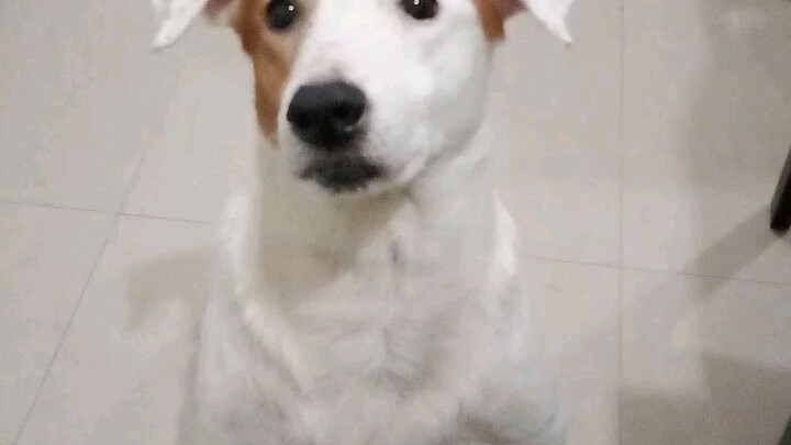 Spotty good boy