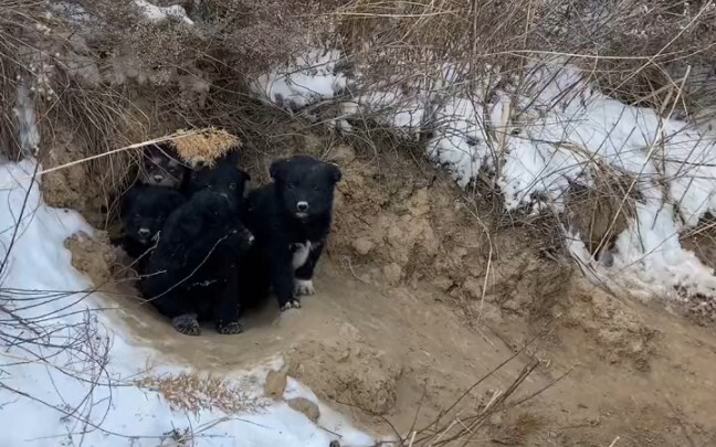 เพื่อนไปเดินเล่นกับหมาในภูเขาแล้วเจอลูกหมานม 7 ตัว!