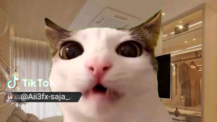 just eating #cat meme