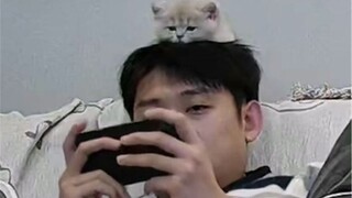 Mungkin inilah artinya memiliki kucing.