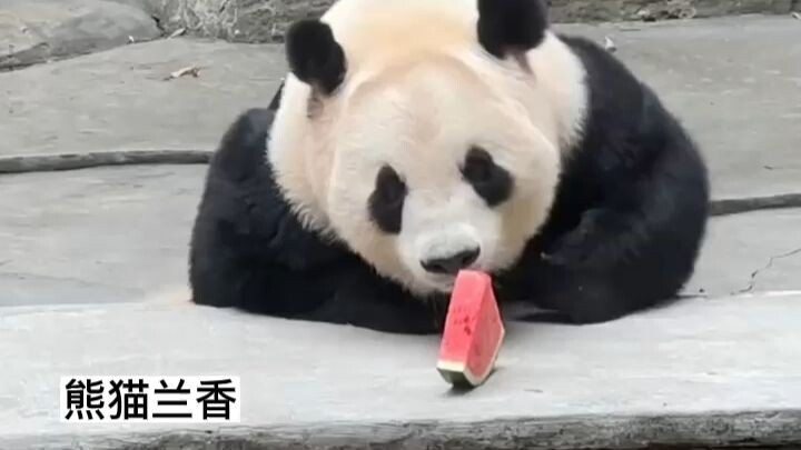 หลันเซียงกินแตงโมหนึ่งชิ้นใช้เวลาสามนาที🤣 ท่าทางการกินช่างสุภาพและสง่างามเหลือเกิน