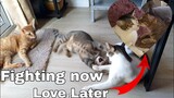 Funny cats likes to fight and loving each other afterwards#catslifeph