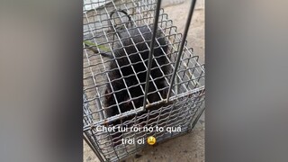 To quá trời ơi xuhuong2022 dongvat cuoibebung