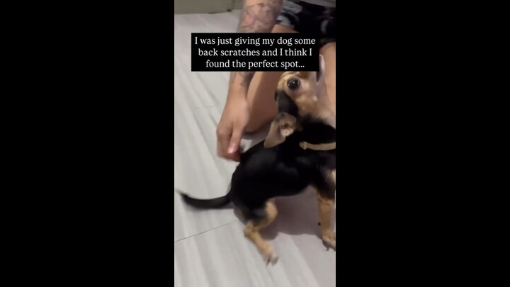 Đã tìm thấy công tắc ẩn của chú chó