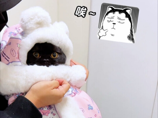 ظهر وحش مصاص القطط اللطيف والمخملي في منزلي~ القطط الصغيرة التي تم امتصاصها لم يبق منها سوى رأس واحد