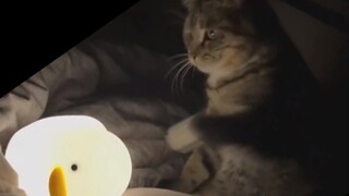 A cat's pawing causes the alternation of day and night