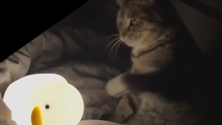 Pukulan kucing menyebabkan pergantian siang dan malam