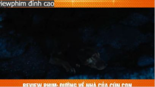 cô chó vượt 600km p4 #reviewphimdinhcao