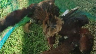 Putin vs the biggest Rooster in my yard.