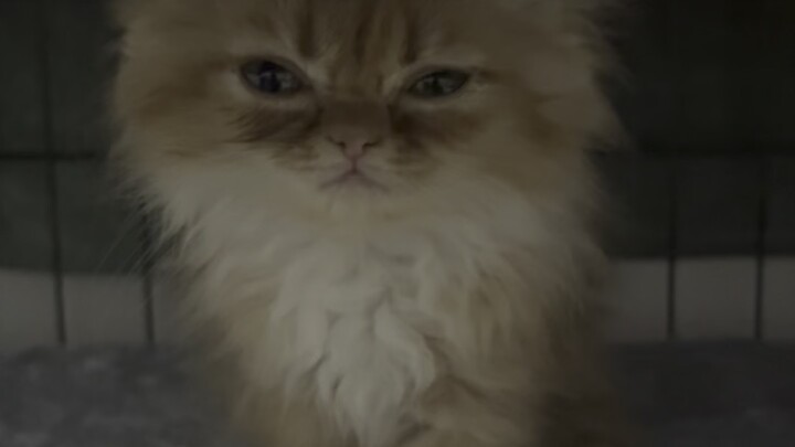 น้องกะเพรา