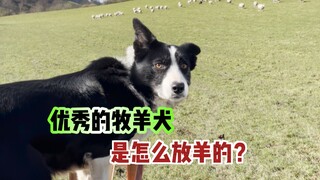 How do excellent sheepdogs herd sheep?