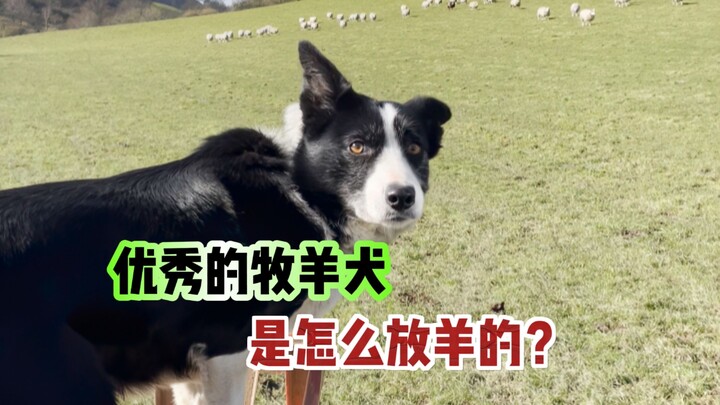 优秀的牧羊犬是怎么放羊的？