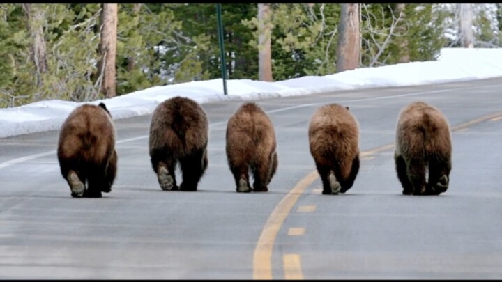 The world’s most famous bear family: Mother Bear 399 and her four cubs