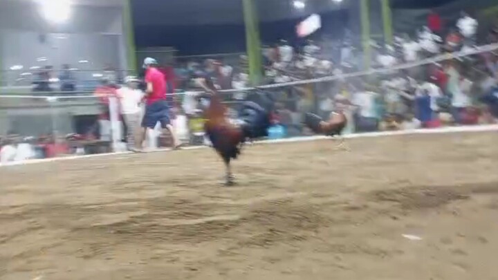 Mayo Cinco 5 cock final 4th fyt win