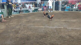 4 cocks derby (pure jb kelso)