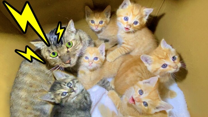 A can kidnapped a family of seven and even discharged a hundred thousand volts!